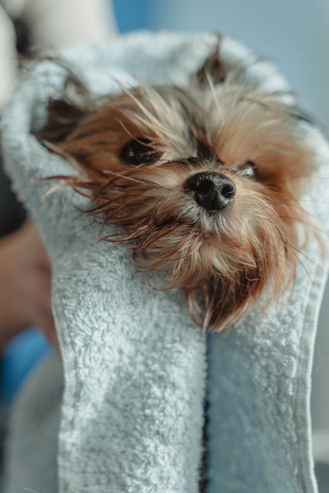 professional dog grooming bathing Glenvista Johannesburg