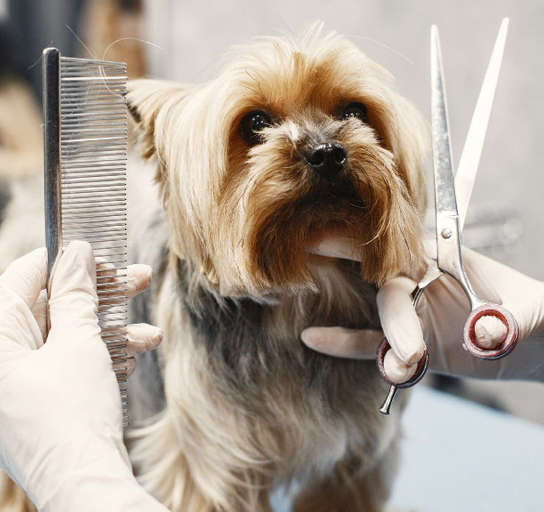 pet clipping styling grooming Johannesburg South