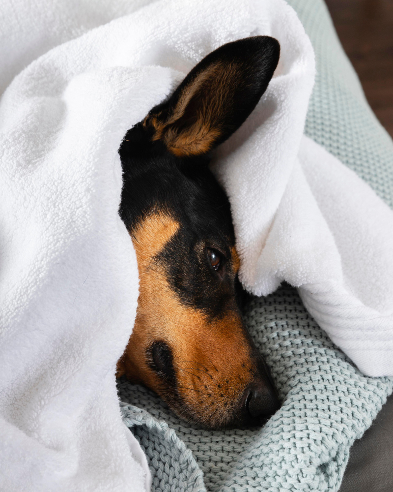 pet emergency warning signs when to call vet Johannesburg
