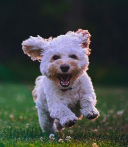 puppy kitten vaccination schedule Johannesburg South