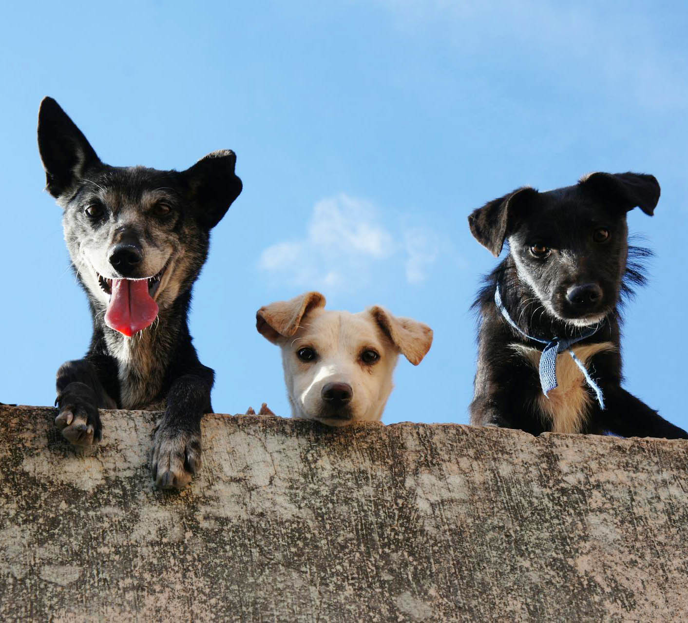 New South Veterinary Centre supports community dogs, rescues