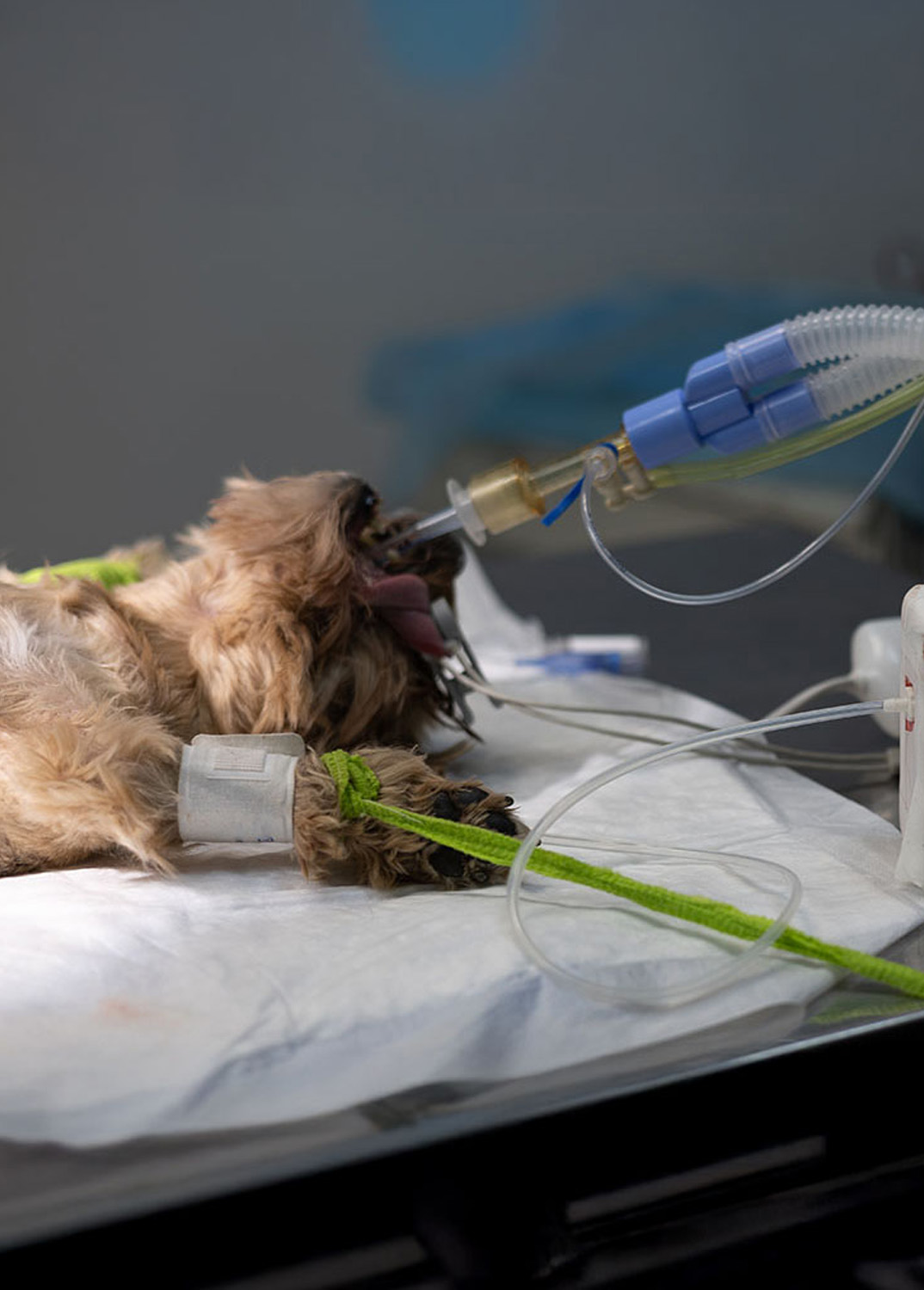 New South Veterinary Centre 24 hour care Johannesburg South