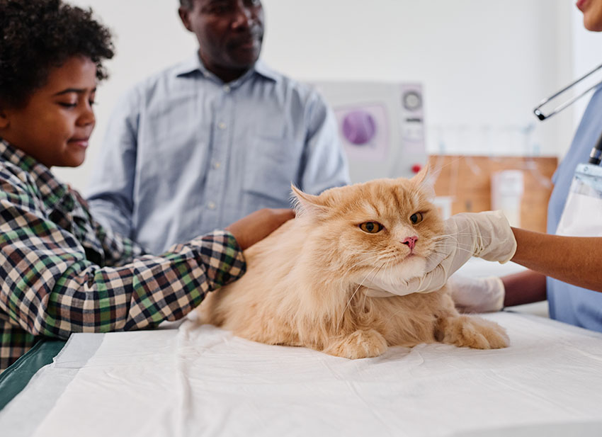 24-hour-vet-johannesburg-south