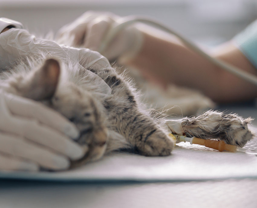 New South Veterinary Centre cat and dog emergency vet