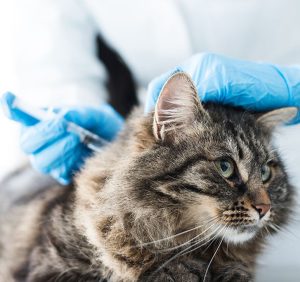 New South Veterinary Centre Cat vaccinations, dog vaccinations, deworming, check-up