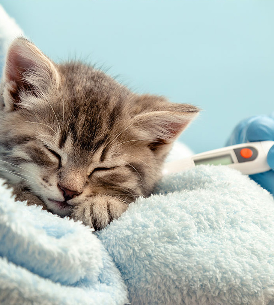 routine vet care dogs cats Johannesburg South